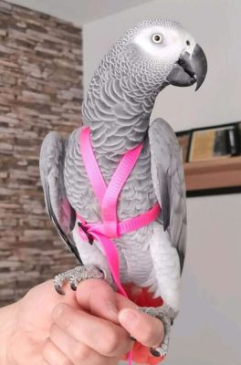 African Grey Parrot name belle