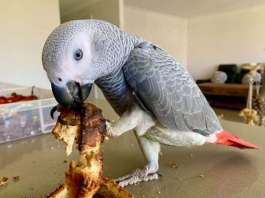 African Grey Parrot named Bill