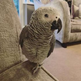African Grey Parrot named charly