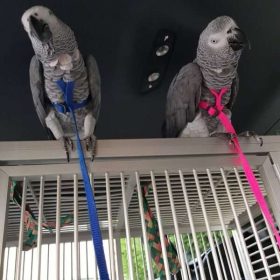 African Grey Parrot named KIKI and KOKO