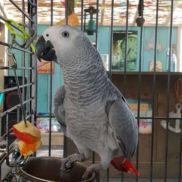 African Grey Parrot named lIZZY