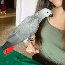 African Grey Parrot named kIKI