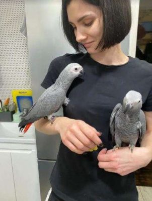 African Grey Parrot named max & angel