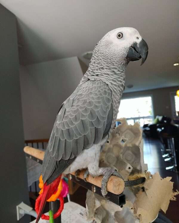 African Grey Parrot named Olie