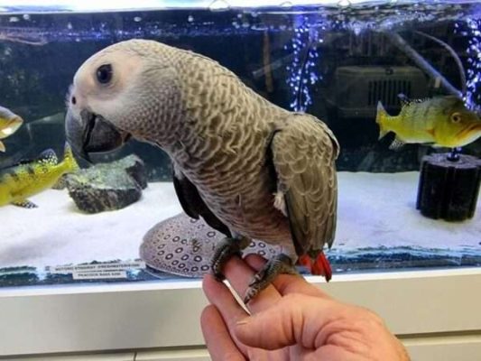 African Grey Parrot named paco