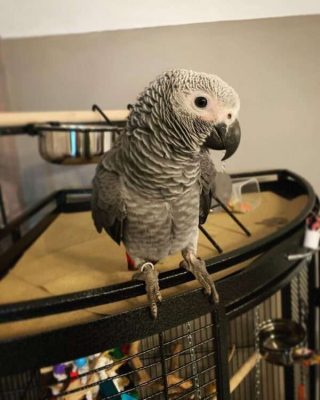 African Grey Parrot named rocky