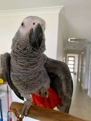 African Grey Parrot named sarah