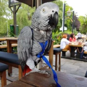 African Grey Parrot named treasure