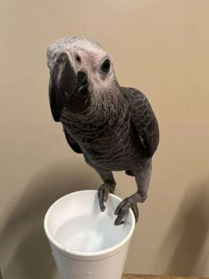 African Grey Parrot named wally