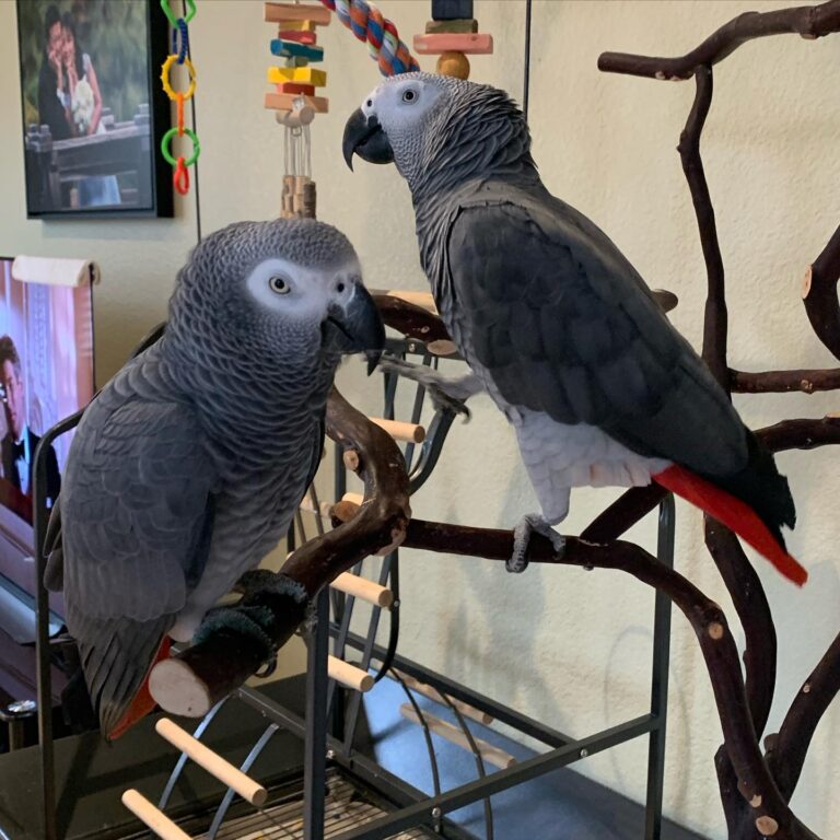 Two African Grey Parrots sitting on a perch in a well-lit room