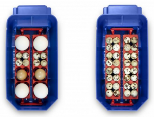 Pouring water into the incubator