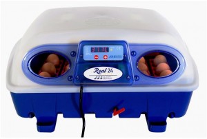 Real 24 semi-automatic incubator with eggs