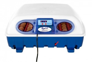 Real 24 semi-automatic incubator with eggs